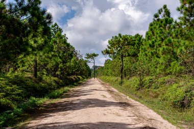 Turist yürüyüşü için yürüyüş yolu ya da Tayland 'ın Loei Eyaleti' ndeki Phu Kradueng Ulusal Parkı 'nın tepesine tırmanma yolu..