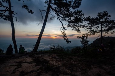 Merkus Çam Ağacı 'nın bir yolu vardır ya da Phu Kradueng Parkı' nın tepesindeki ormanda.