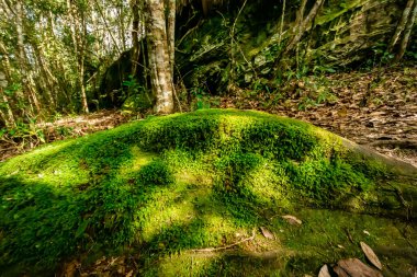 Yosunlar, Tayland, Loei 'deki Phu Kradueng Ulusal Parkı' nın tepesindeki kayaları ve devrilmiş ağaçları kapladı.