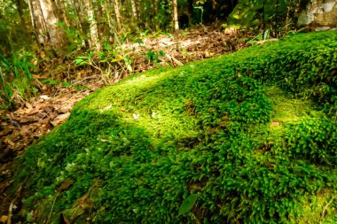 Yosunlar, Tayland, Loei 'deki Phu Kradueng Ulusal Parkı' nın tepesindeki kayaları ve devrilmiş ağaçları kapladı.