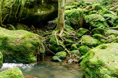Yosunlar, Tayland, Loei 'deki Phu Kradueng Ulusal Parkı' nın tepesindeki kayaları ve devrilmiş ağaçları kapladı.