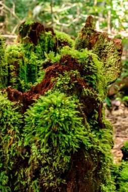 Yosunlar, Tayland, Loei 'deki Phu Kradueng Ulusal Parkı' nın tepesindeki kayaları ve devrilmiş ağaçları kapladı.