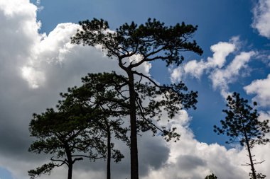 Merkus Çam Ağacı 'nın bir yolu vardır ya da Phu Kradueng Parkı' nın tepesindeki ormanda.