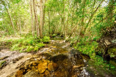 Yosunlar, Tayland, Loei 'deki Phu Kradueng Ulusal Parkı' nın tepesindeki kayaları ve devrilmiş ağaçları kapladı.