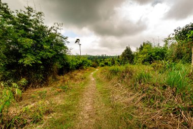 Turist yürüyüşü için yürüyüş yolu ya da Tayland 'ın Loei Eyaleti' ndeki Phu Kradueng Ulusal Parkı 'nın tepesine tırmanma yolu..