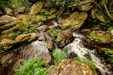 Phu Kradueng 'in tepesindeki ormanlık alana düşen su.