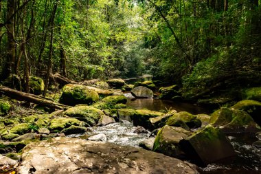 Yosunlar, Tayland, Loei 'deki Phu Kradueng Ulusal Parkı' nın tepesindeki kayaları ve devrilmiş ağaçları kapladı.