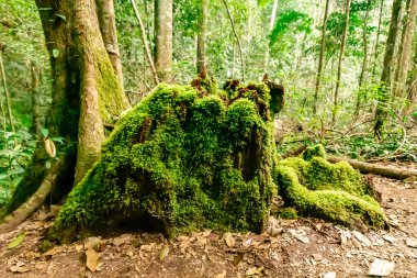 Yosunlar, Tayland, Loei 'deki Phu Kradueng Ulusal Parkı' nın tepesindeki kayaları ve devrilmiş ağaçları kapladı.