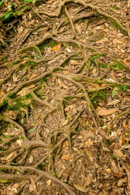 Phu Kradueng 'in tepesindeki tropikal mangrov ormanının içindeki ağaç kökleri