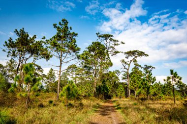 Turist yürüyüşü için yürüyüş yolu ya da Tayland 'ın Loei Eyaleti' ndeki Phu Kradueng Ulusal Parkı 'nın tepesine tırmanma yolu..