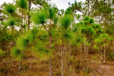 Merkus Çam Ağacı 'nın bir yolu vardır ya da Phu Kradueng Parkı' nın tepesindeki ormanda.