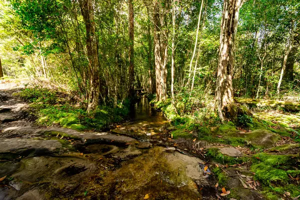 Turist yürüyüşü için yürüyüş yolu ya da Tayland 'ın Loei Eyaleti' ndeki Phu Kradueng Ulusal Parkı 'nın tepesine tırmanma yolu..