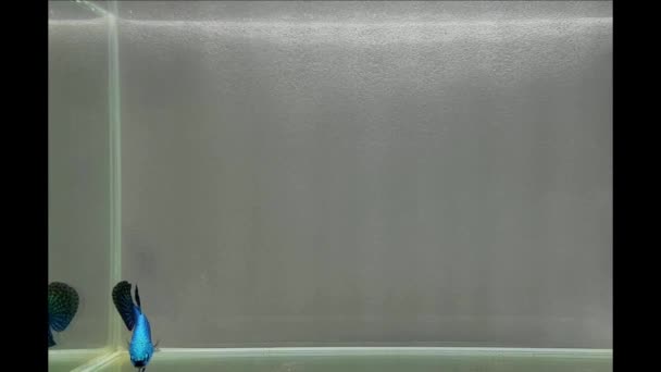 Betta Peixe Halfmoon Cauda Longa Cauda Curta Crowntails Dumbo Tailândia — Vídeo de Stock