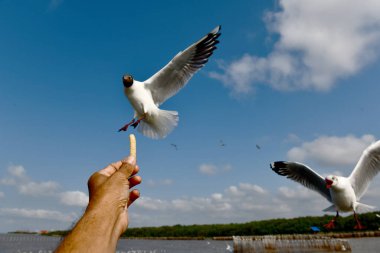 Martı, grup veya tek başına güzel mavi gökyüzünde uçmak, bazıları Bangpu 'daki dinlenme merkezinde yemek peşinde koşmak, Tayland' daki Samutprakarn.