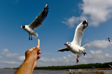 Martı, grup veya tek başına güzel mavi gökyüzünde uçmak, bazıları Bangpu 'daki dinlenme merkezinde yemek peşinde koşmak, Tayland' daki Samutprakarn.
