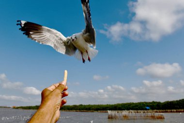 Martı, grup veya tek başına güzel mavi gökyüzünde uçmak, bazıları Bangpu 'daki dinlenme merkezinde yemek peşinde koşmak, Tayland' daki Samutprakarn.