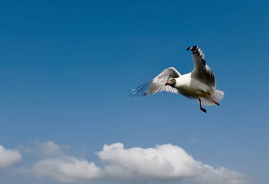 Martı, grup veya tek başına güzel mavi gökyüzünde uçmak, bazıları Bangpu 'daki dinlenme merkezinde yemek peşinde koşmak, Tayland' daki Samutprakarn.
