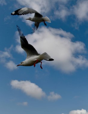 Martı, grup veya tek başına güzel mavi gökyüzünde uçmak, bazıları Bangpu 'daki dinlenme merkezinde yemek peşinde koşmak, Tayland' daki Samutprakarn.