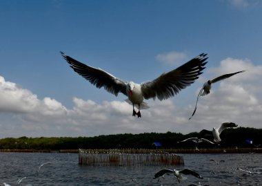 Martı, grup veya tek başına güzel mavi gökyüzünde uçmak, bazıları Bangpu 'daki dinlenme merkezinde yemek peşinde koşmak, Tayland' daki Samutprakarn.