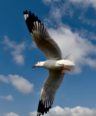 Martı, grup veya tek başına güzel mavi gökyüzünde uçmak, bazıları Bangpu 'daki dinlenme merkezinde yemek peşinde koşmak, Tayland' daki Samutprakarn.