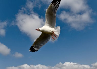 Martı, grup veya tek başına güzel mavi gökyüzünde uçmak, bazıları Bangpu 'daki dinlenme merkezinde yemek peşinde koşmak, Tayland' daki Samutprakarn.