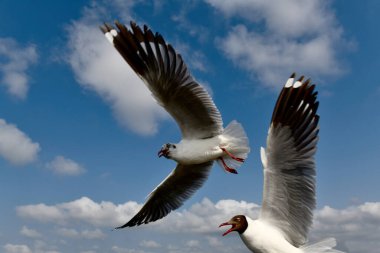 Martı, grup veya tek başına güzel mavi gökyüzünde uçmak, bazıları Bangpu 'daki dinlenme merkezinde yemek peşinde koşmak, Tayland' daki Samutprakarn.