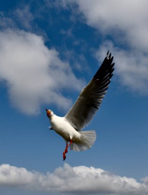Martı, grup veya tek başına güzel mavi gökyüzünde uçmak, bazıları Bangpu 'daki dinlenme merkezinde yemek peşinde koşmak, Tayland' daki Samutprakarn.