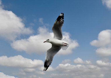 Martı, grup veya tek başına güzel mavi gökyüzünde uçmak, bazıları Bangpu 'daki dinlenme merkezinde yemek peşinde koşmak, Tayland' daki Samutprakarn.