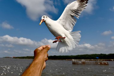 Martı, grup veya tek başına güzel mavi gökyüzünde uçmak, bazıları Bangpu 'daki dinlenme merkezinde yemek peşinde koşmak, Tayland' daki Samutprakarn.