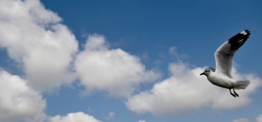 Martı, grup veya tek başına güzel mavi gökyüzünde uçmak, bazıları Bangpu 'daki dinlenme merkezinde yemek peşinde koşmak, Tayland' daki Samutprakarn.