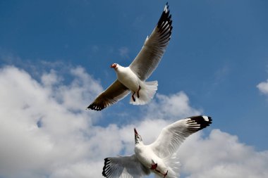 Martı, grup veya tek başına güzel mavi gökyüzünde uçmak, bazıları Bangpu 'daki dinlenme merkezinde yemek peşinde koşmak, Tayland' daki Samutprakarn.