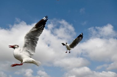 Martı, grup veya tek başına güzel mavi gökyüzünde uçmak, bazıları Bangpu 'daki dinlenme merkezinde yemek peşinde koşmak, Tayland' daki Samutprakarn.