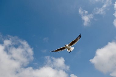 Martı, grup veya tek başına güzel mavi gökyüzünde uçmak, bazıları Bangpu 'daki dinlenme merkezinde yemek peşinde koşmak, Tayland' daki Samutprakarn.