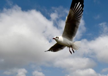 Martı, grup veya tek başına güzel mavi gökyüzünde uçmak, bazıları Bangpu 'daki dinlenme merkezinde yemek peşinde koşmak, Tayland' daki Samutprakarn.
