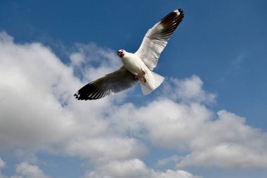 Martı, grup veya tek başına güzel mavi gökyüzünde uçmak, bazıları Bangpu 'daki dinlenme merkezinde yemek peşinde koşmak, Tayland' daki Samutprakarn.
