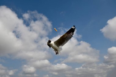 Martı, grup veya tek başına güzel mavi gökyüzünde uçmak, bazıları Bangpu 'daki dinlenme merkezinde yemek peşinde koşmak, Tayland' daki Samutprakarn.