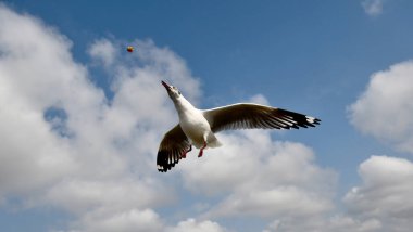 Martı, grup veya tek başına güzel mavi gökyüzünde uçmak, bazıları Bangpu 'daki dinlenme merkezinde yemek peşinde koşmak, Tayland' daki Samutprakarn.
