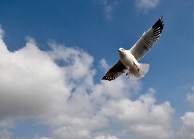 Martı, grup veya tek başına güzel mavi gökyüzünde uçmak, bazıları Bangpu 'daki dinlenme merkezinde yemek peşinde koşmak, Tayland' daki Samutprakarn.