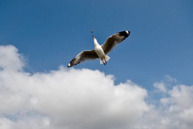Martı, grup veya tek başına güzel mavi gökyüzünde uçmak, bazıları Bangpu 'daki dinlenme merkezinde yemek peşinde koşmak, Tayland' daki Samutprakarn.