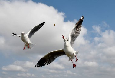 Martı, grup veya tek başına güzel mavi gökyüzünde uçmak, bazıları Bangpu 'daki dinlenme merkezinde yemek peşinde koşmak, Tayland' daki Samutprakarn.