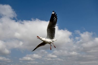 Martı, grup veya tek başına güzel mavi gökyüzünde uçmak, bazıları Bangpu 'daki dinlenme merkezinde yemek peşinde koşmak, Tayland' daki Samutprakarn.