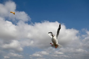 Martı, grup veya tek başına güzel mavi gökyüzünde uçmak, bazıları Bangpu 'daki dinlenme merkezinde yemek peşinde koşmak, Tayland' daki Samutprakarn.