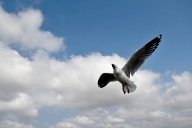 Martı, grup veya tek başına güzel mavi gökyüzünde uçmak, bazıları Bangpu 'daki dinlenme merkezinde yemek peşinde koşmak, Tayland' daki Samutprakarn.
