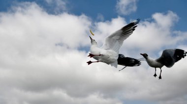 Martı, grup veya tek başına güzel mavi gökyüzünde uçmak, bazıları Bangpu 'daki dinlenme merkezinde yemek peşinde koşmak, Tayland' daki Samutprakarn.