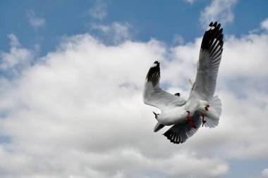 Martı, grup veya tek başına güzel mavi gökyüzünde uçmak, bazıları Bangpu 'daki dinlenme merkezinde yemek peşinde koşmak, Tayland' daki Samutprakarn.