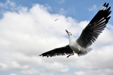 Martı, grup veya tek başına güzel mavi gökyüzünde uçmak, bazıları Bangpu 'daki dinlenme merkezinde yemek peşinde koşmak, Tayland' daki Samutprakarn.