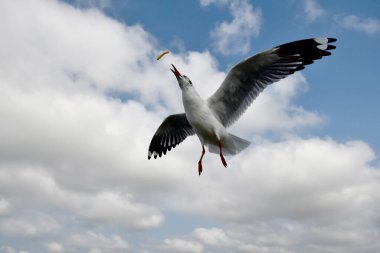 Martı, grup veya tek başına güzel mavi gökyüzünde uçmak, bazıları Bangpu 'daki dinlenme merkezinde yemek peşinde koşmak, Tayland' daki Samutprakarn.