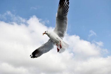 Martı, grup veya tek başına güzel mavi gökyüzünde uçmak, bazıları Bangpu 'daki dinlenme merkezinde yemek peşinde koşmak, Tayland' daki Samutprakarn.