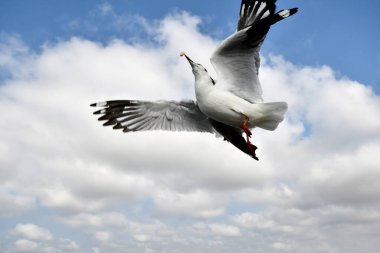 Martı, grup veya tek başına güzel mavi gökyüzünde uçmak, bazıları Bangpu 'daki dinlenme merkezinde yemek peşinde koşmak, Tayland' daki Samutprakarn.