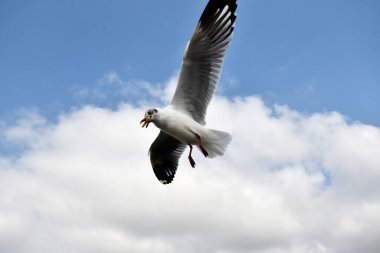 Martı, grup veya tek başına güzel mavi gökyüzünde uçmak, bazıları Bangpu 'daki dinlenme merkezinde yemek peşinde koşmak, Tayland' daki Samutprakarn.